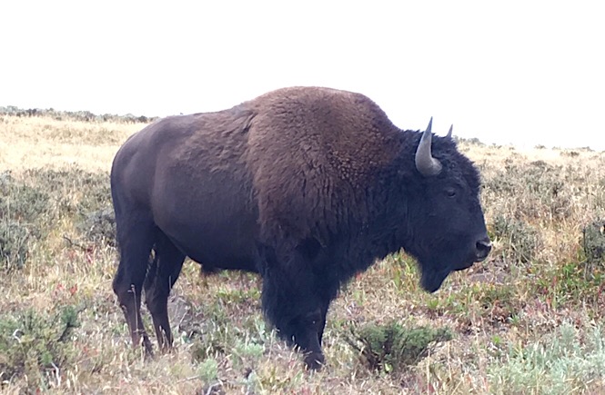 The Ultimate Road Trip to Yellowstone & Jackson Hole WY featured by top US family travel blog, More Than Main Street