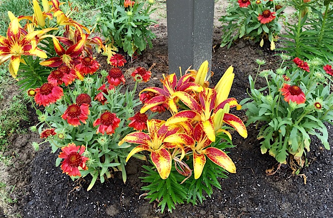 Red and yellow flowers planted around a mailbox while trying the new hobby of gardening at home.