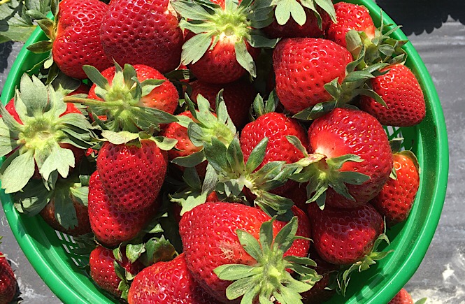 chocolate covered strawberries