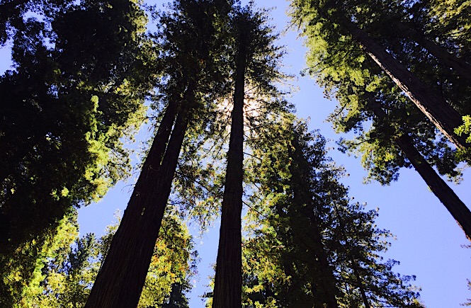 Best trips in California Big Basin Redwoods National Park