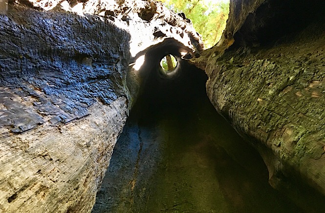 Best trips in California- Big Basin Redwoods National Park