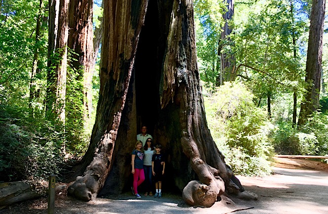 Best trips in California- Big Basin Redwoods National Park.