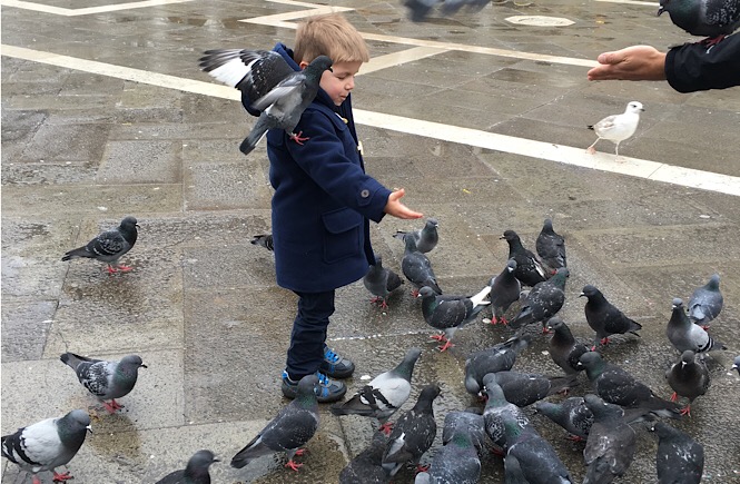 pigeons in Venice Italy Travel Kids Tell All