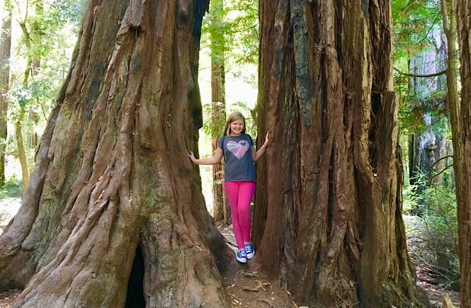 The Ultimate 10 Day California Road Trip Itinerary featured by top US family travel blog, More Than Main Street: Giant Redwood Trees in Big Basin State Park in California