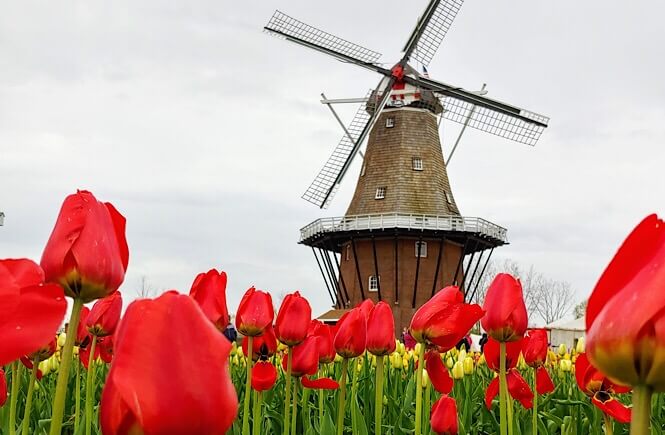 Top Things to Do in the Midwest: 4 Best Midwest Road Trip Ideas featured by top US family travel blog, More than Main Street: Tulips and Windmills in Holland Michigan!