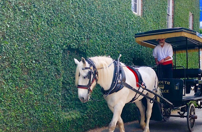 5 Fabulous Southeast USA Road Trip Ideas featured by top US family travel blog, More Than Main Street: Charleston Carriage Tour on our southern road trip!