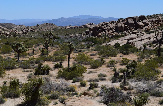 Joshua Tree National Park road trip