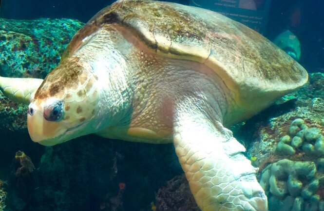 Top 10 Best things to do in Charleston SC with kids, tips featured by top US travel blog, More Than Main Street: sea turtles at the SC Aquarium