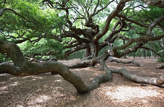 Top 10 Best things to do in Charleston SC with kids, tips featured by top US travel blog, More Than Main Street: Angel Oak Tree in Charleston SC