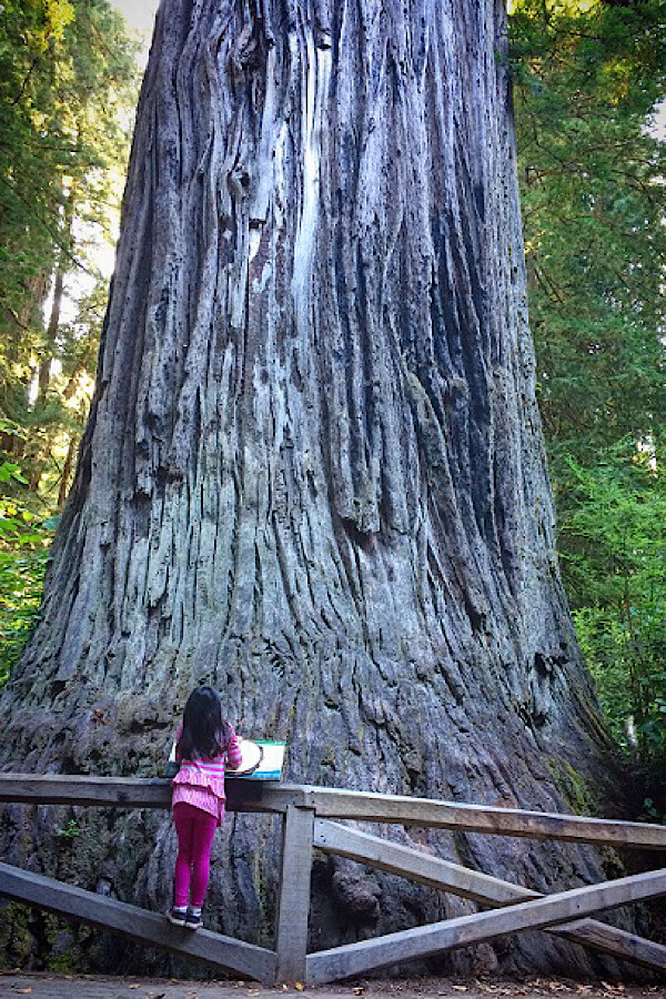 Top 15 best off the beaten path spring break destinations in the US for families featured by US family travel blog, More Than Main Street: Redwood National Park