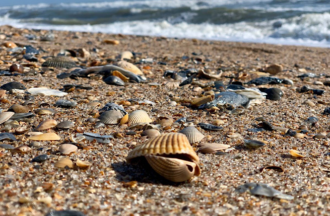 Amelia Island Florida one of the best beaches for shelling in the US.