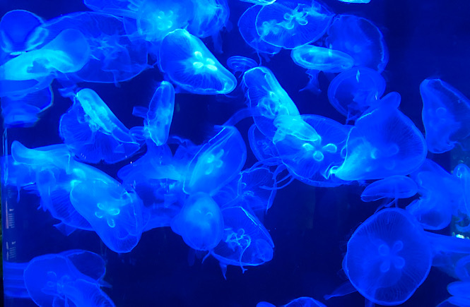 Visiting the NC Aquarium at Fort Fisher featured by top US travel blog, More than Main Street: jellyfish.