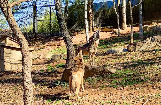 wolves at the Western NC Nature Center