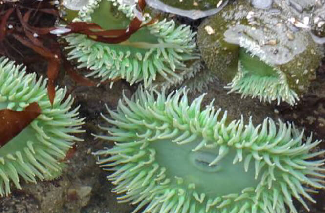 sea anenome on beach 4 in Olympic National Park in Washington.