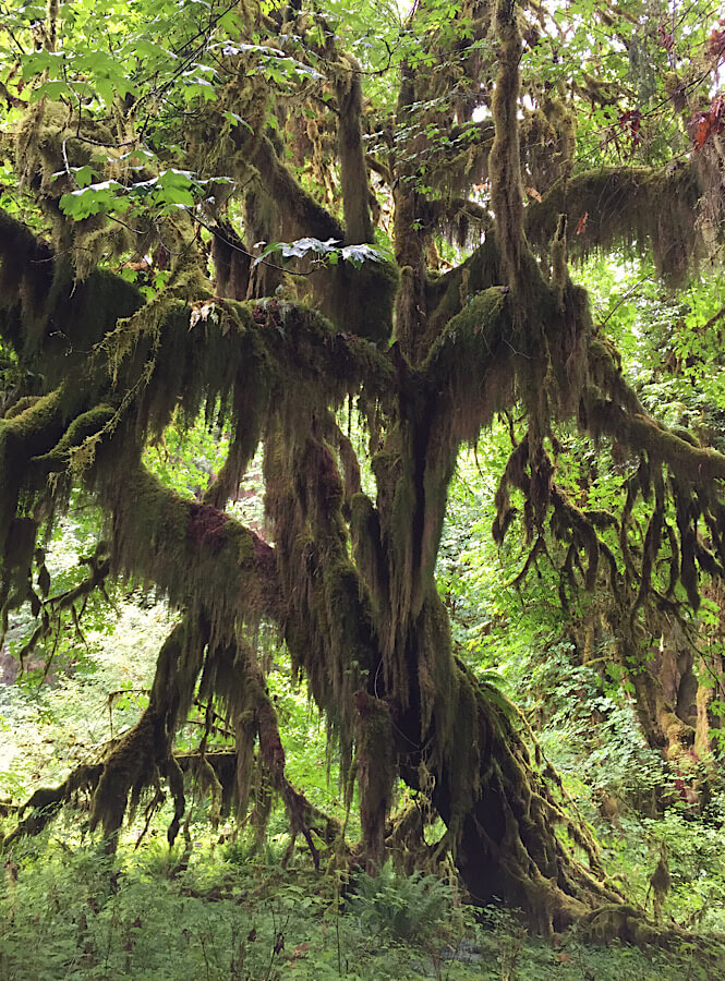 The massive trees in Hoh River Valley on the Olympic Peninsula.