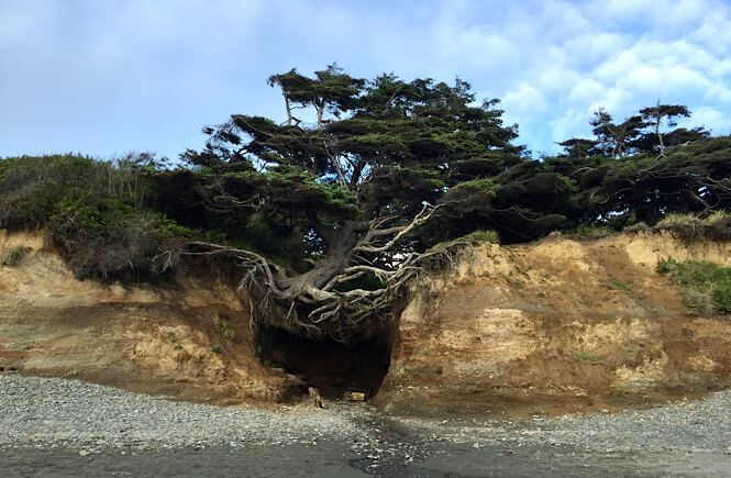 The tree of life on Kalaloch Beach in Olympic National Park in Washington.