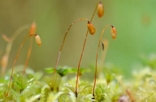 Moss in the Hoh River Valley on the Olympic peninsula road trip.