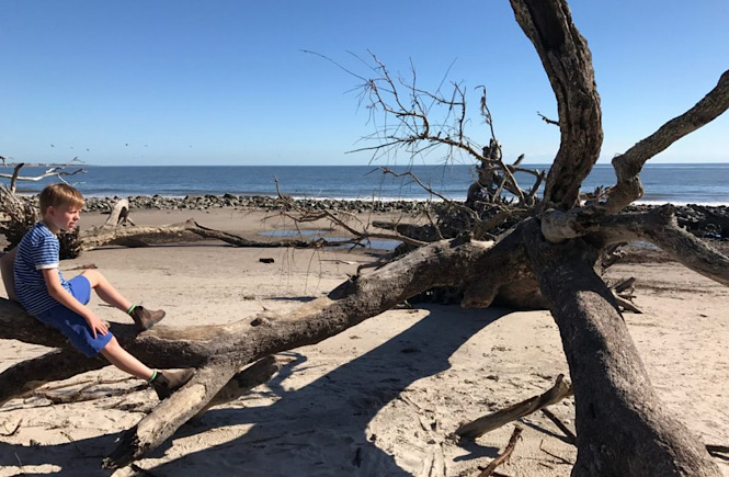 A driftwood beach in Georgia is a great USA road trip featured by top US family travel blog More than Main Street.