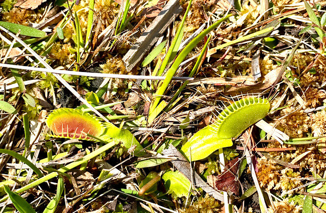 Venus flytraps in the Stanley Rehder Carnivorous Gardens in Wilmington NC. 