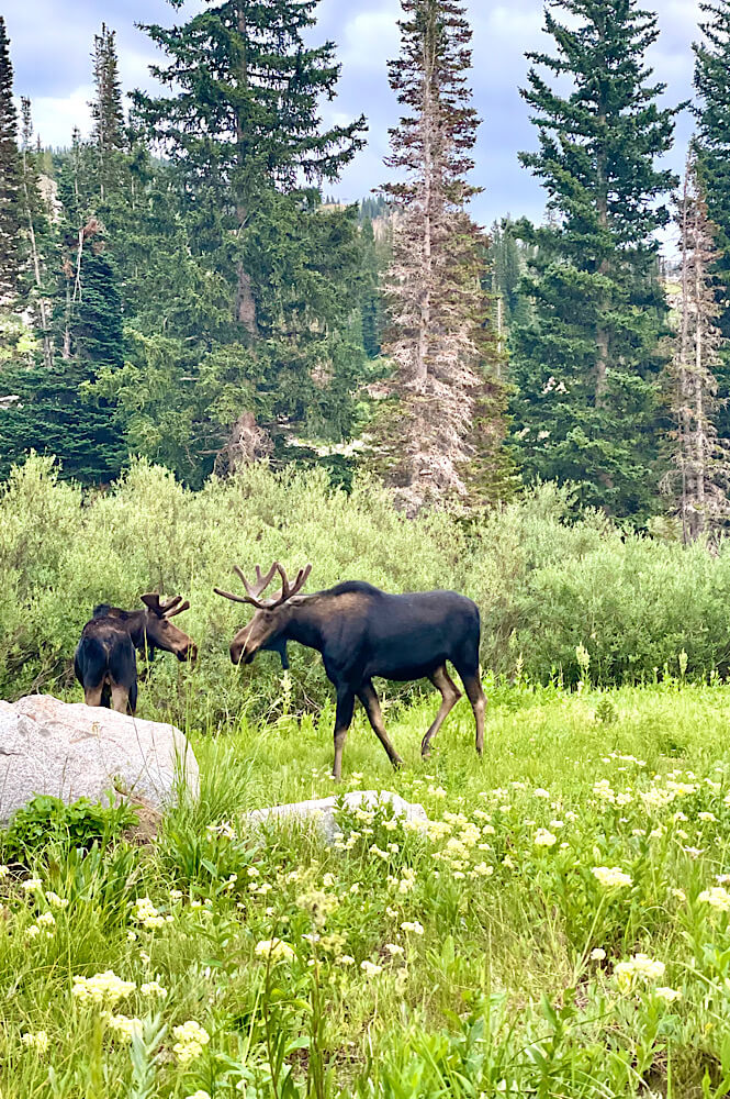 Seeing moose in the wild was quite a thrilling animal encounter!