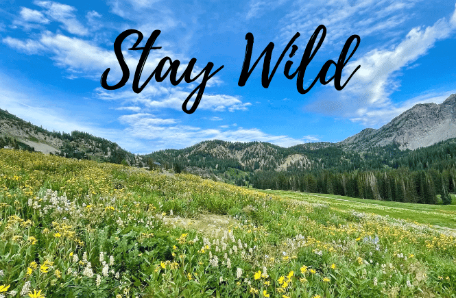 Stay Wild - perfect nature instagram caption- mountain and wildflower with blue sky background.
