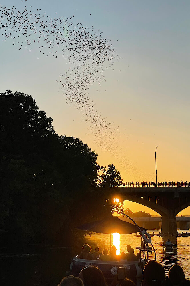 Mexican free tail bats leaving the Congress St Bridge at sunset in Austin Texas