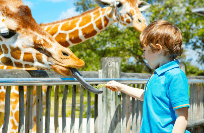 feeding giraffes stock photo from canva
