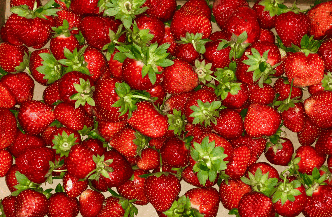Fresh strawberries from the farmers market