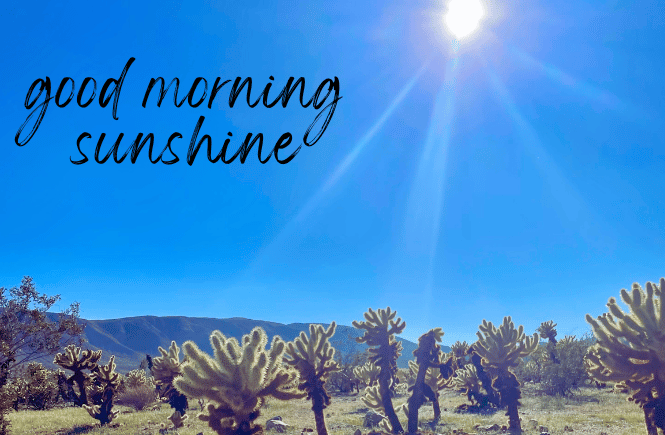 good morning sunshine