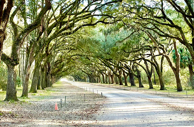 Wormsloe Historic Site Savannah GA