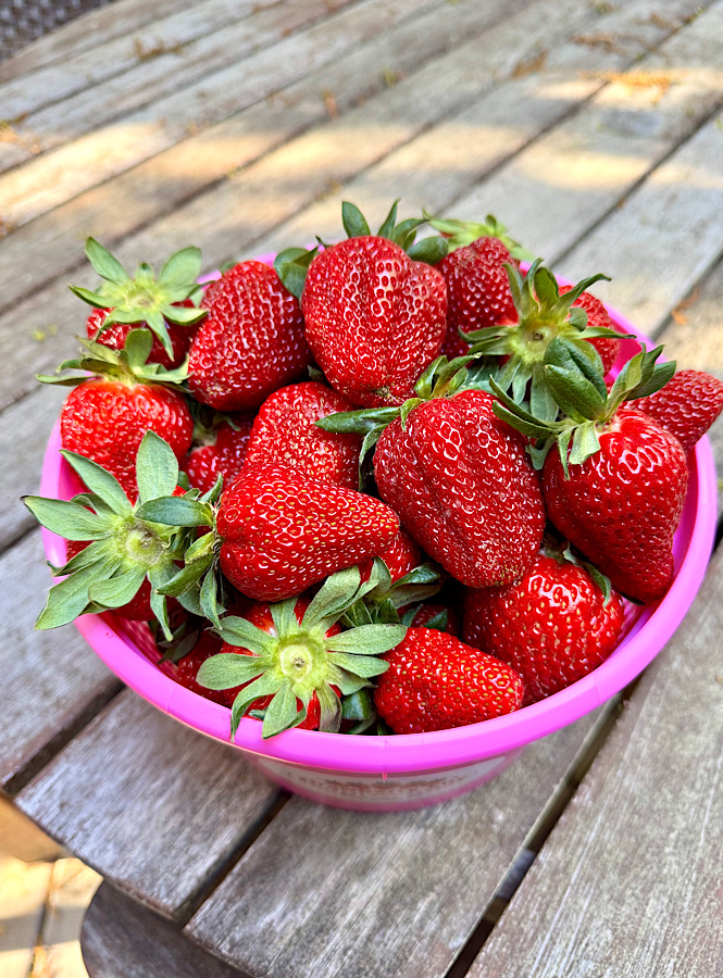Taking time to eat mindfully savoring the taste and noticing the rich vibrant colors of a basket full of freshly picked strawberries.