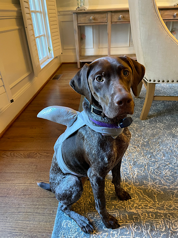 Puppy dressed up as a baby shark for Halloween is a fun way to celebrate the season.